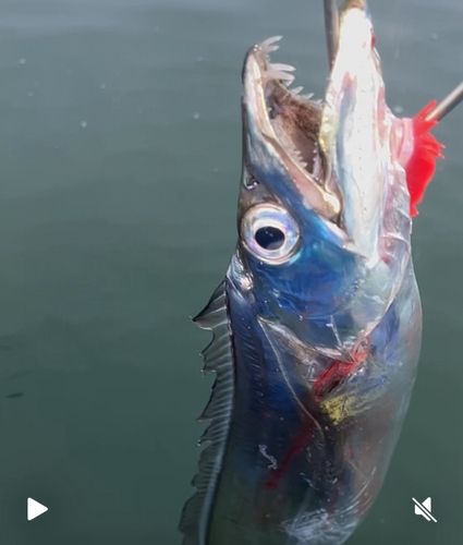 タチウオの釣果