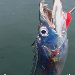 タチウオ