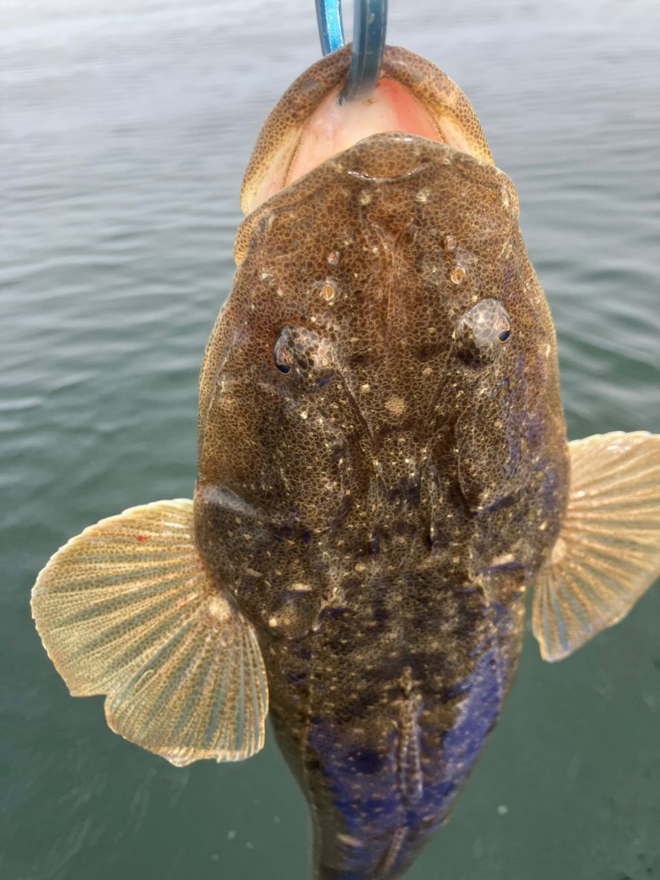 タチウオ