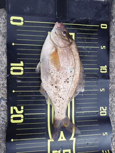 タナゴの釣果