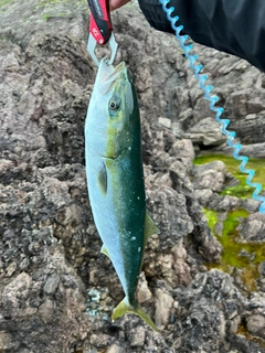 イナダの釣果