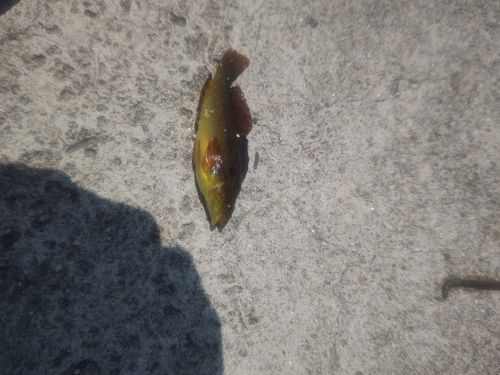 アイナメの釣果