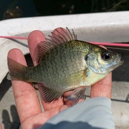 ブルーギル
