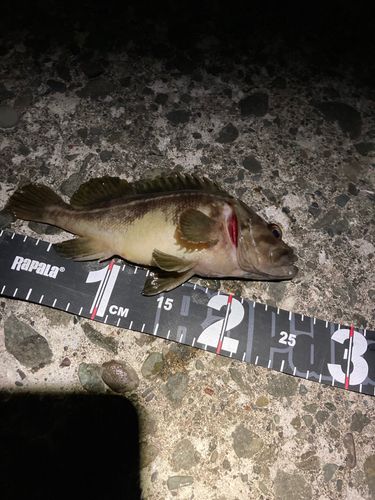シマゾイの釣果