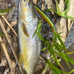 ブラウントラウト