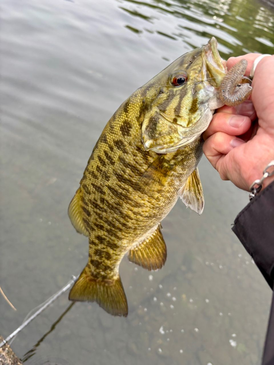 アブガルシア ホーネットスティンガープラス HSPS-642L MGS バス釣り