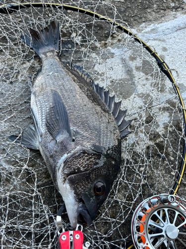 チヌの釣果