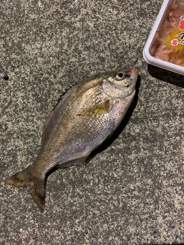 タナゴの釣果
