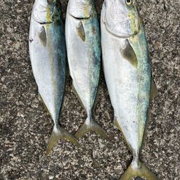 ハマチ