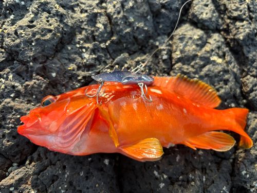 アカハタの釣果