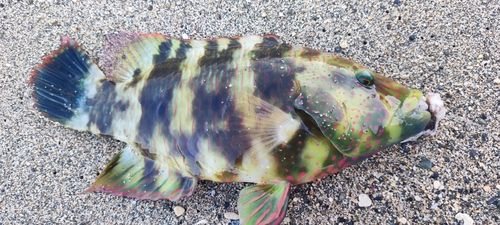 ヒロサーの釣果