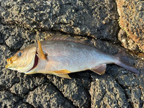 イサキの釣果