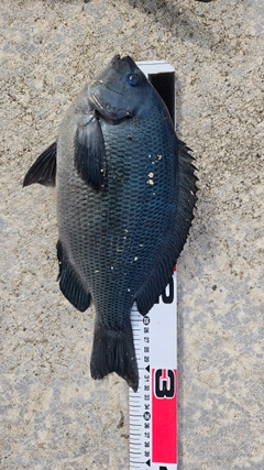 メジナの釣果