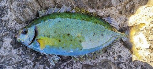 ハナアイゴの釣果