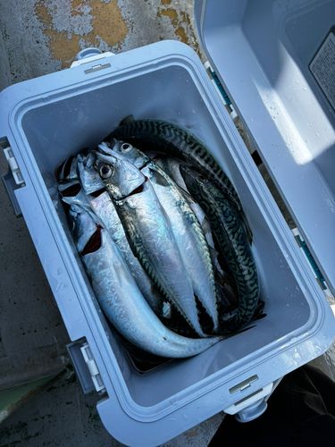 マサバの釣果