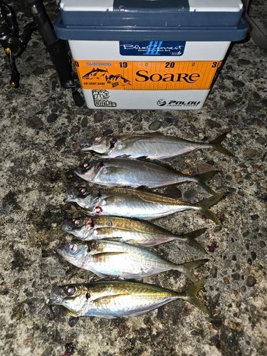 アジの釣果