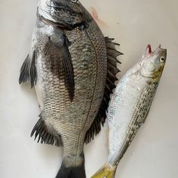 クロダイ