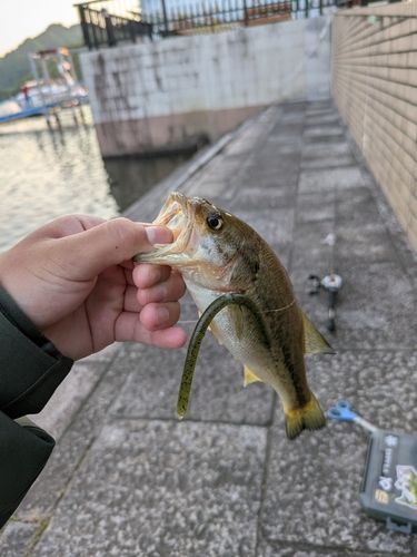 ラージマウスバスの釣果