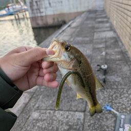 ラージマウスバス