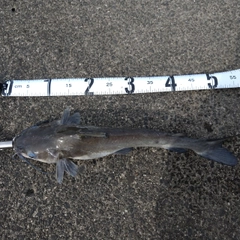 アメリカナマズの釣果