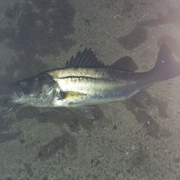 フッコ（マルスズキ）