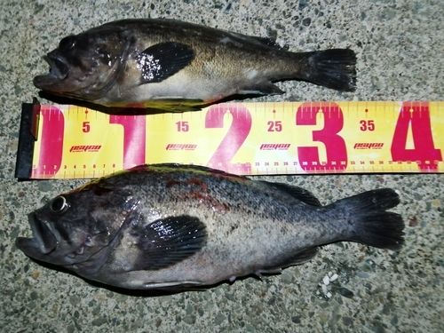 クロソイの釣果