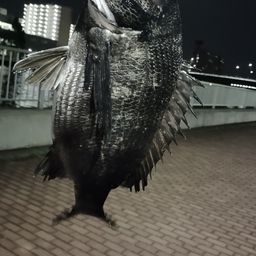 クロダイ
