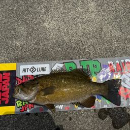 スモールマウスバス