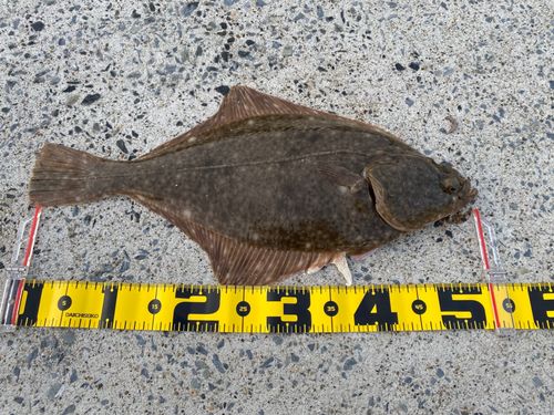 マコガレイの釣果