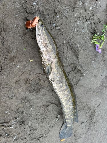 ライギョの釣果