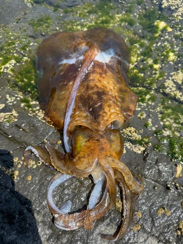 アオリイカの釣果