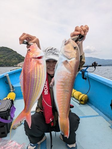 シロアマダイの釣果