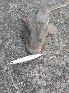 マゴチの釣果