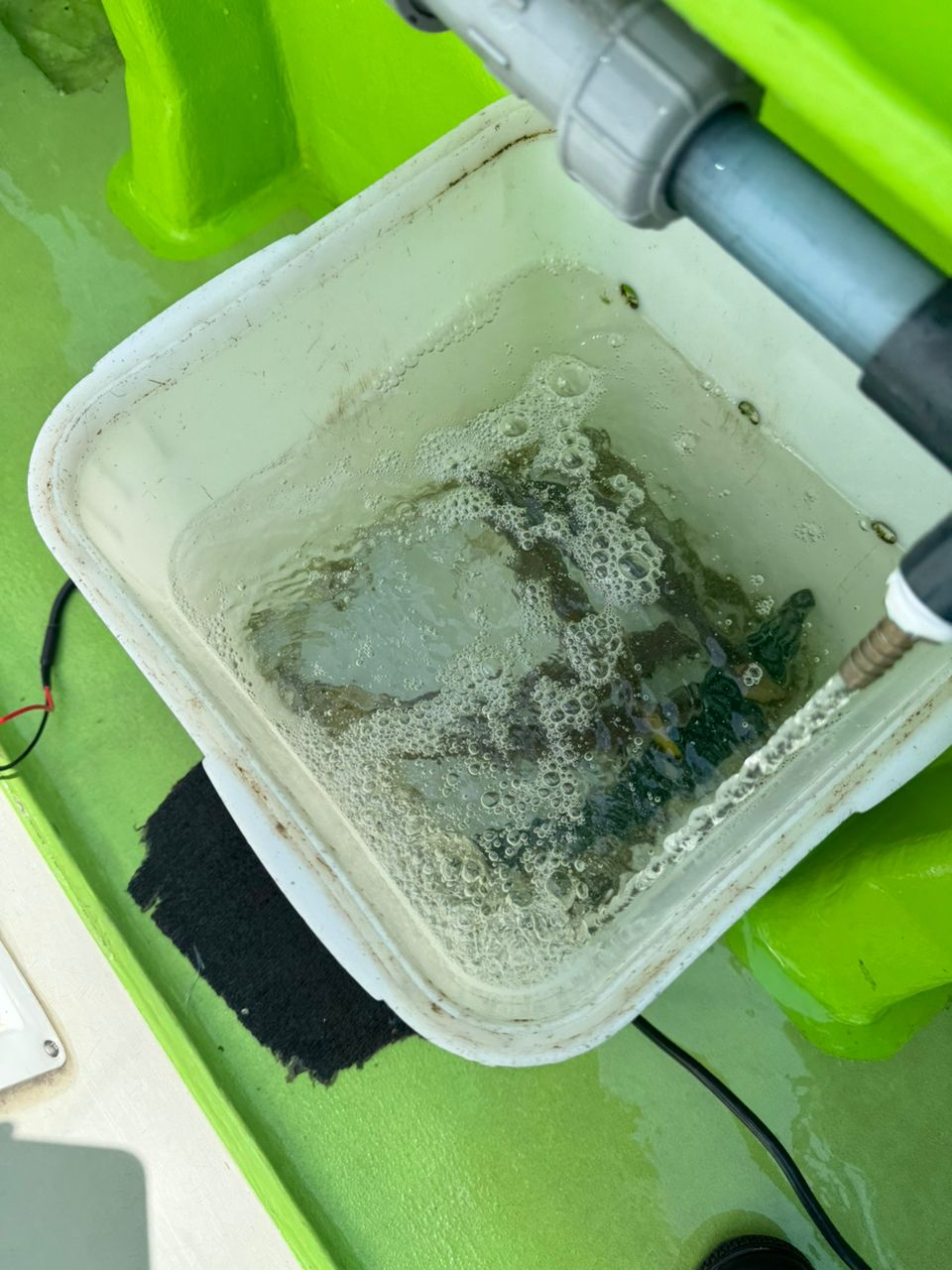 Masa Yuさんの釣果 2枚目の画像