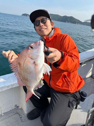 マダイの釣果