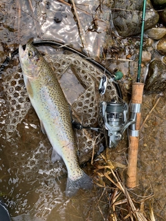 ニジマスの釣果