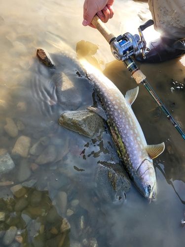 アメマスの釣果
