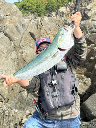 ブリの釣果