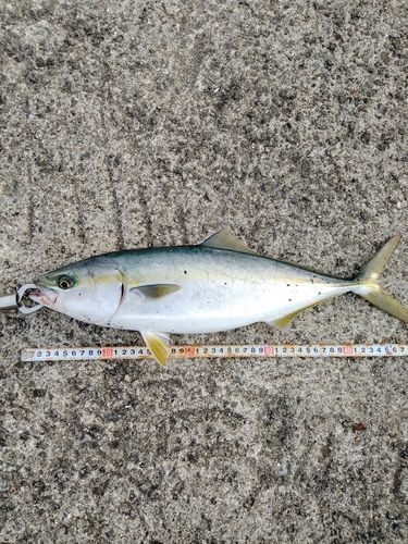 ハマチの釣果