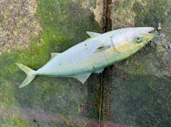 イナダの釣果