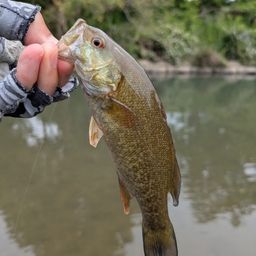 スモールマウスバス