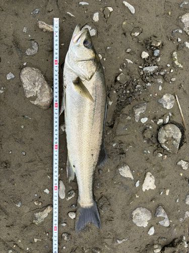 スズキの釣果