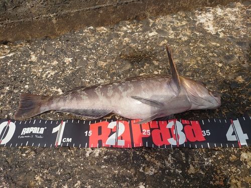 アイナメの釣果