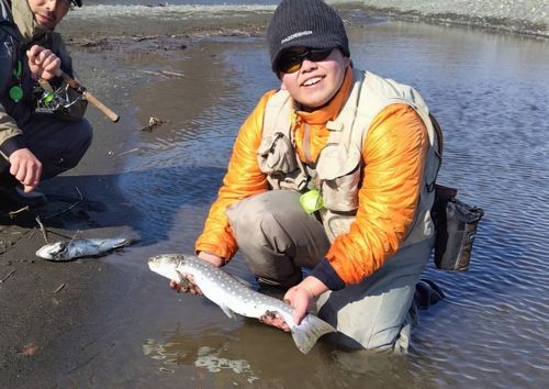 アメマスの釣果