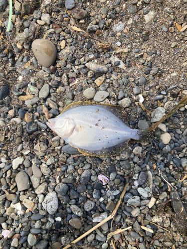 イシガレイの釣果