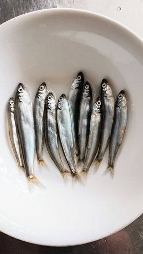 チアユの釣果