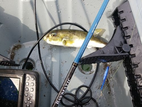 クサフグの釣果