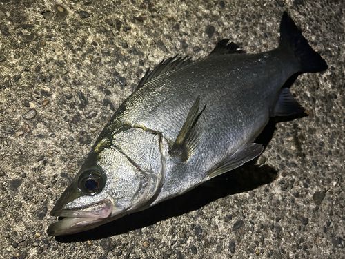 ヒラスズキの釣果