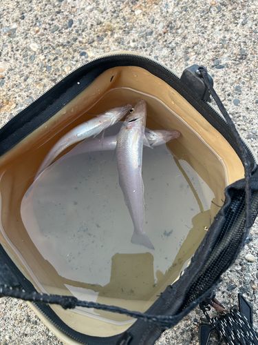 キスの釣果