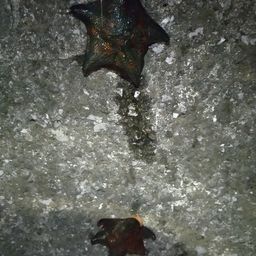 アカオビシマハゼ